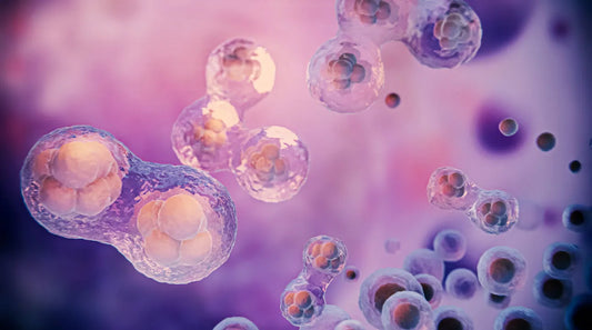 The Estrogen Connection